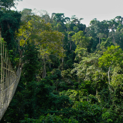 African-Travels-1500-Kenya-NGARE-NDARE-FOREST-2.webp