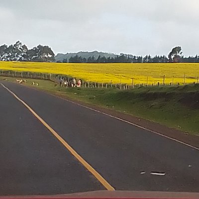Canola fields on the way to Meru.jpg