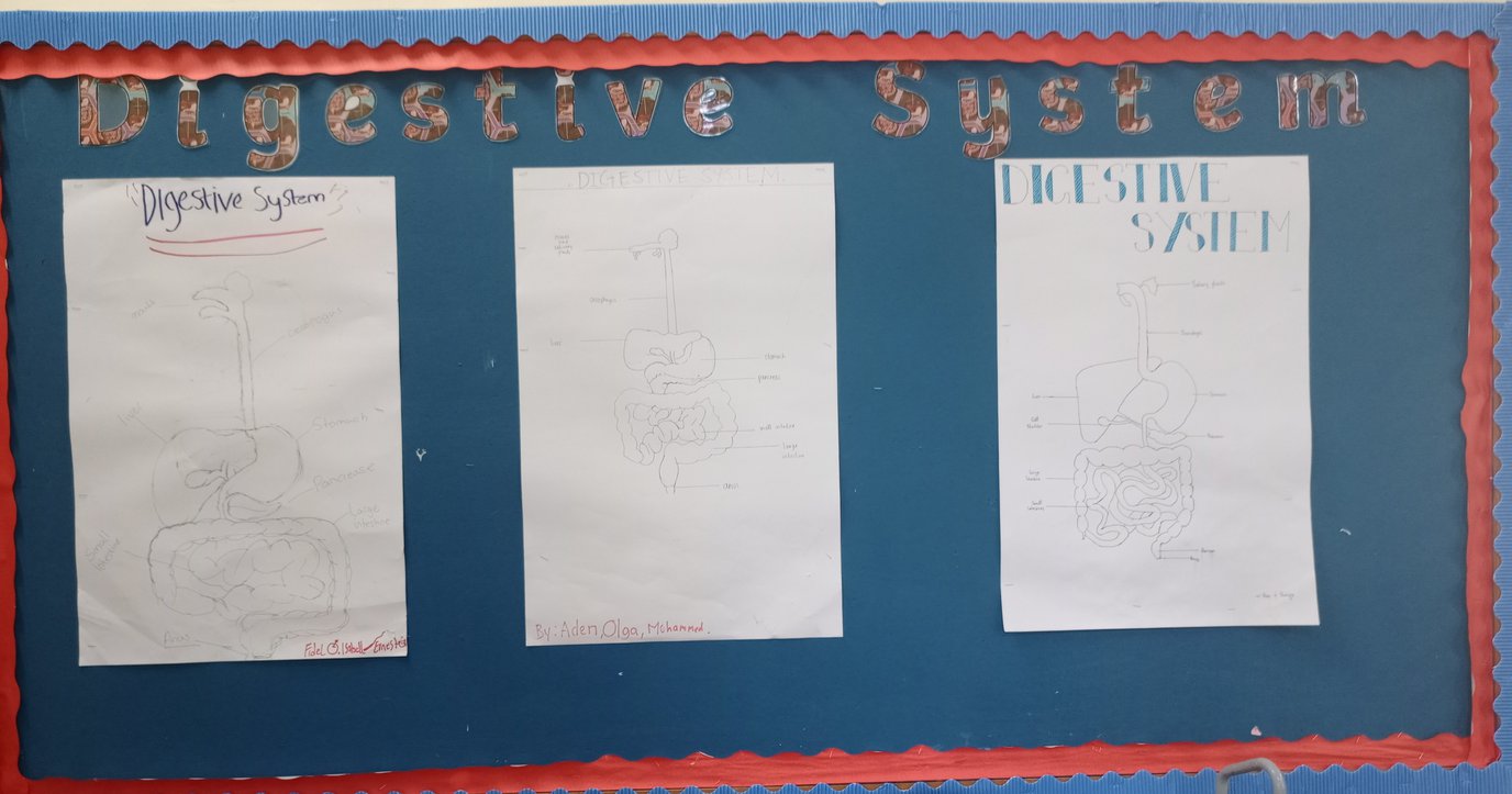 Digestive system.jpg