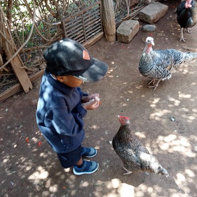 Feeding the pets 2.jpg