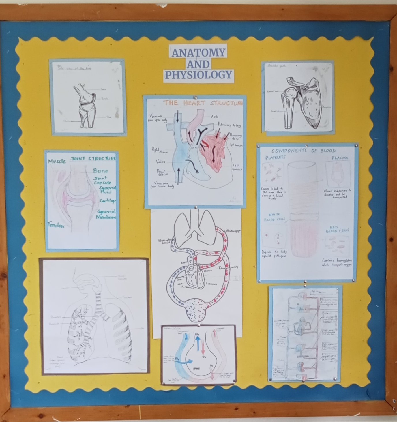 PE DISPLAY BOARD.jpg