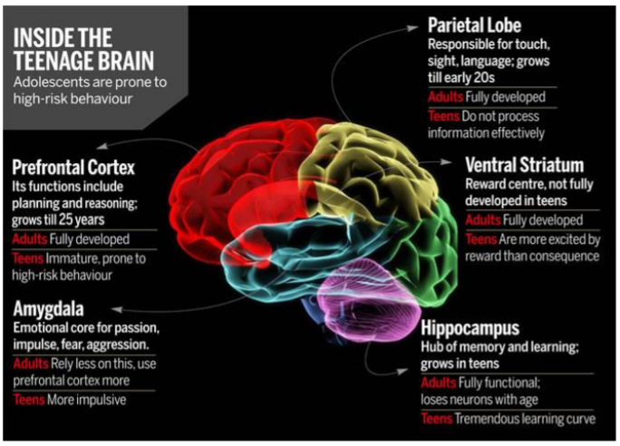 adolescentBrainOne.png