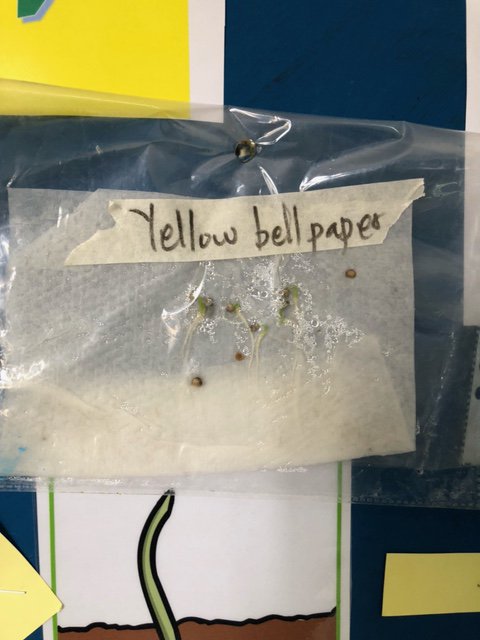 image18.jpeg